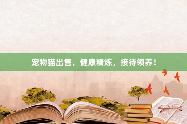 宠物猫出售，健康精炼，接待领养！