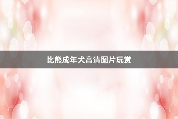 比熊成年犬高清图片玩赏